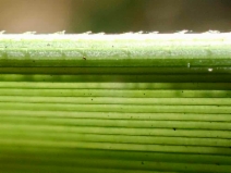 Cortaderia selloana