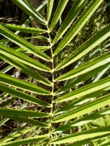Phoenix canariensis