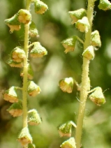 Ambrosia psilostachya