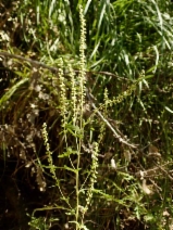 Ambrosia psilostachya