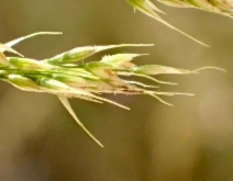 Stipa miliacea var. miliacea
