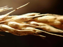 Stipa miliacea