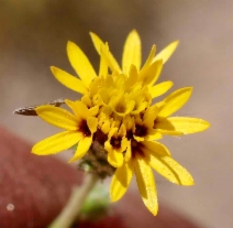Lessingia pectinata var. tenuipes
