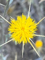 Centaurea solstitialis