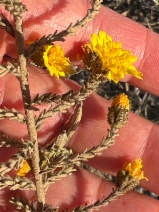 Holocarpha heermannii