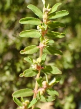 Chamaesyce maculata