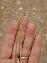 Muhlenbergia rigens