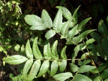 Juglans californica