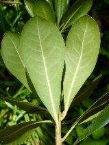 Pittosporum tobira