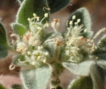 Croton setiger