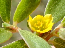 Portulaca oleracea