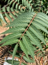 Ailanthus altissima