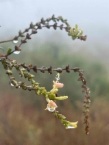 Lonicera subspicata