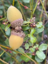 Quercus berberidifolia