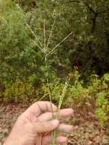 Digitaria sanguinalis