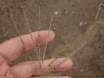 Digitaria sanguinalis