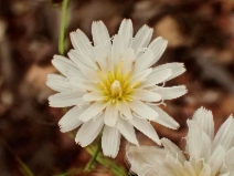 Rafinesquia californica