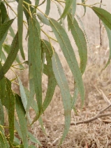 Eucalyptus globulus