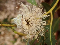 Eucalyptus globulus