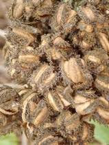 Ricinus communis