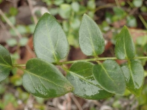 Vinca major