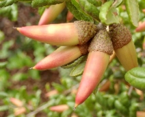 Quercus agrifolia var. agrifolia