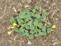 Oxalis corniculata