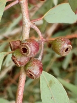 Eucalyptus sideroxylon