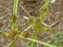 Cyperus difformis