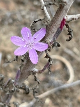 Stephanomeria virgata