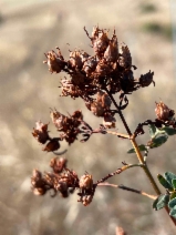 Hypericum perforatum