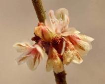 Eriogonum gracile var. gracile