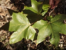 Platanus racemosa