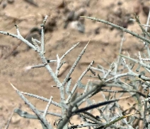 Psorothamnus spinosus