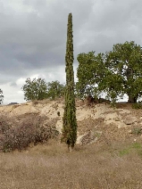 Cupressus sempervirens