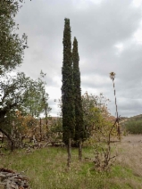 Cupressus sempervirens
