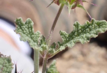 Salvia columbariae