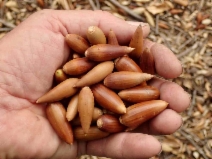 Quercus agrifolia