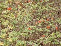 Tecoma capensis