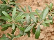 Olea europaea
