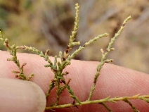 Tamarix ramosissima