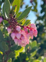 Arctostaphylos montereyensis