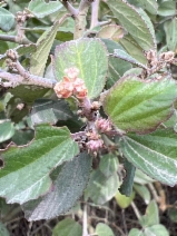 Ceanothus incanus
