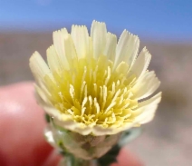 Malacothrix coulteri