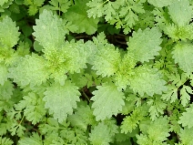 Urtica urens