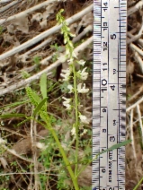 Melilotus albus