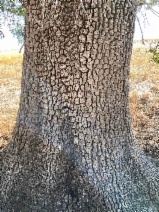 Quercus garryana