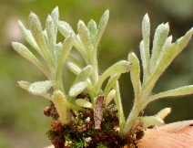 Logfia filaginoides
