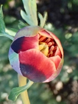 Paeonia californica