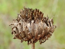 Grindelia camporum